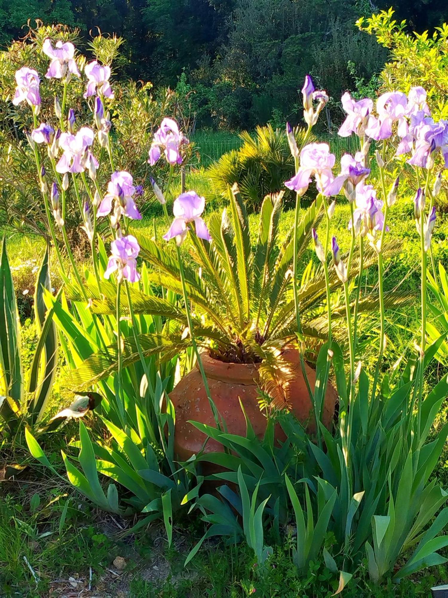 Agriturismo Podere Le Palaie Monterotondo  المظهر الخارجي الصورة
